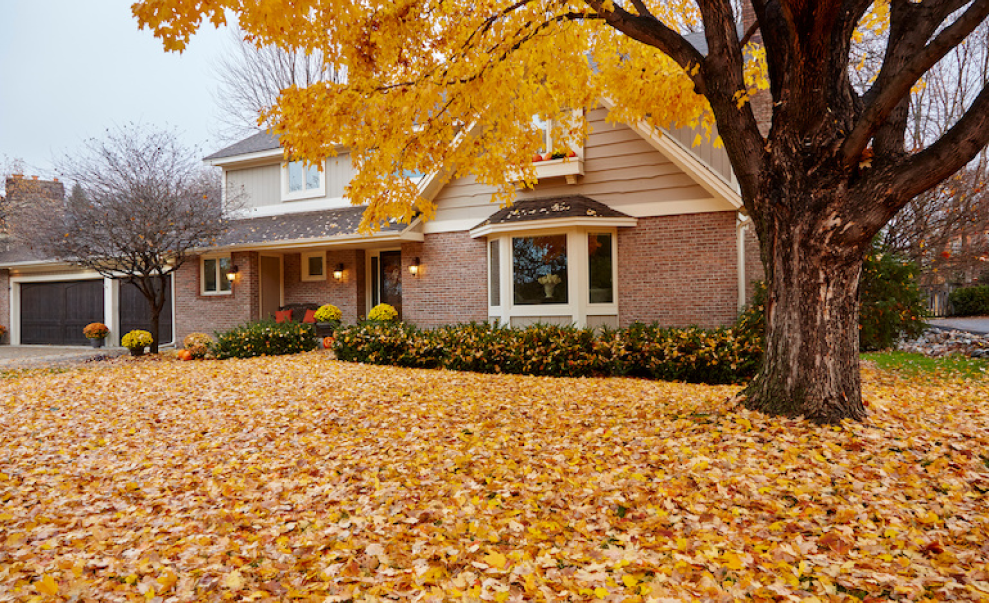 Fall Lawn Care Needs